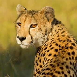 tourhub | ARP Travel Group | Scenic Kenya Safari, Private Tour 