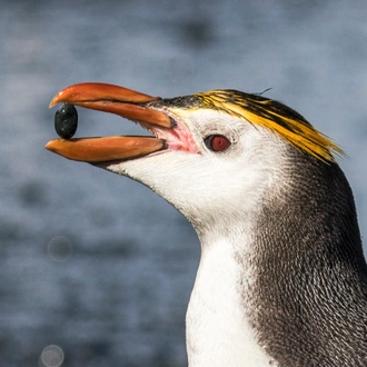 tourhub | Heritage Expeditions | Galapagos of the Southern Ocean 