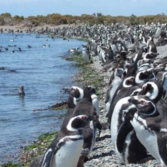 tourhub | Qwerty Travel Argentina | Puerto Madryn, Penguins and Whales in 4 days 