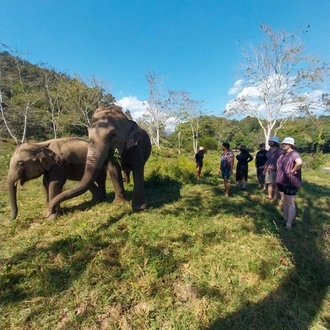 tourhub | Backpacking Tours | Volunteering with Elephants: Thailand 