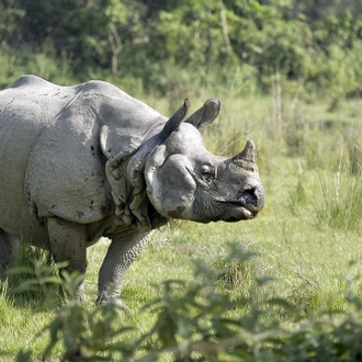 tourhub | Cordial Trek Pvt. Ltd | Chitwan Jungle Safari Tour 