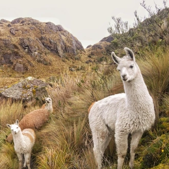 tourhub | Ecuador Galapagos Travels | 14 days Andean Cultures Ecuador 