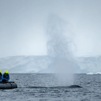 tourhub | Intrepid Travel | Best of Antarctica: Whale Discovery (Ocean Endeavour)  