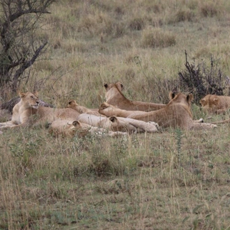 tourhub | Eddy tours and safaris | 8 Days Serengeti Migration. 
