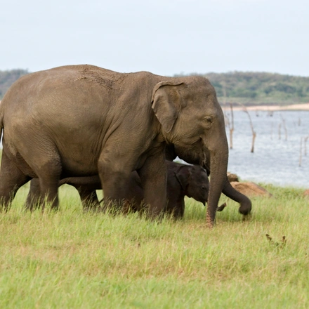Elephant in Minneriya National Park