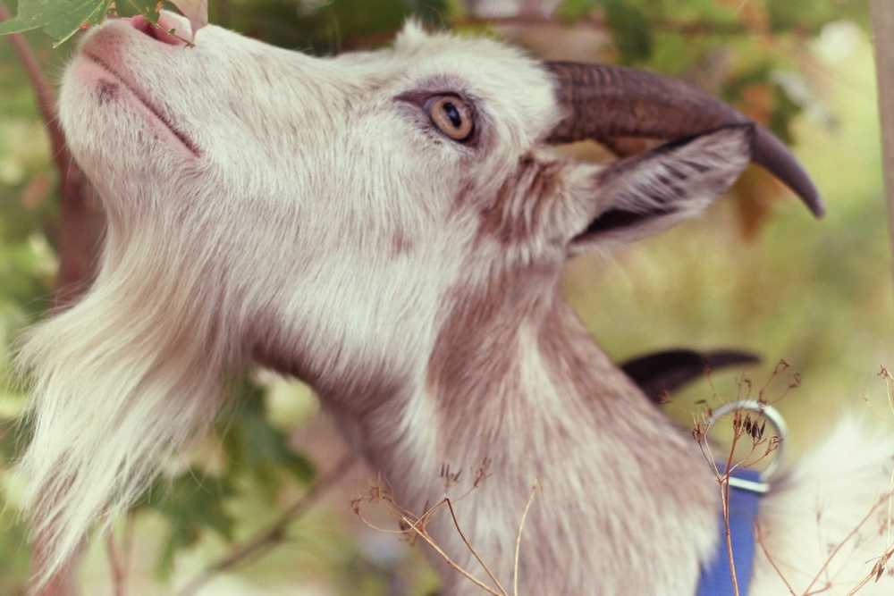 Många getter behöver nya hem just nu. Den här honan är från Småland men bor nu i Blekinge. Hon är inte Tösen. Foto: Emma Hartman, Länsstyrelsen Blekinge