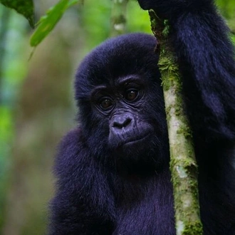 tourhub | Verdoro Safaris | 11-Day Uganda Rwanda Gorilla Tracking Tour from Entebbe 