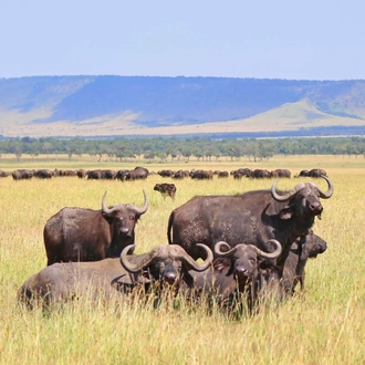 tourhub | Nomad Explorer Tours | 4-Day Serengeti & Ngorongoro Crater Lodge Safari 