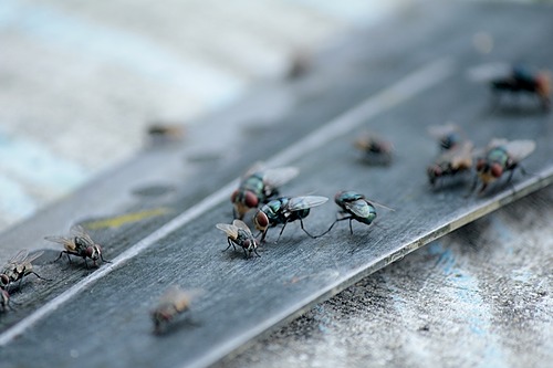 Représentation de la formation : Journée technique Insectes en élevage 