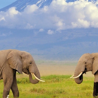 tourhub | Saga Holidays | The Best of Kenya and Tanzania - Great Migration and Big Game Safari 