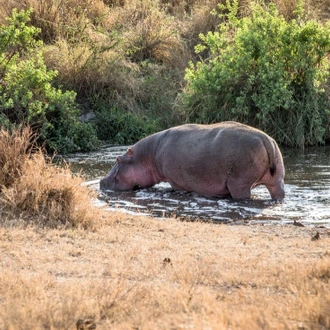 tourhub | Intrepid Travel | Safari to Kilimanjaro - Machame Route 