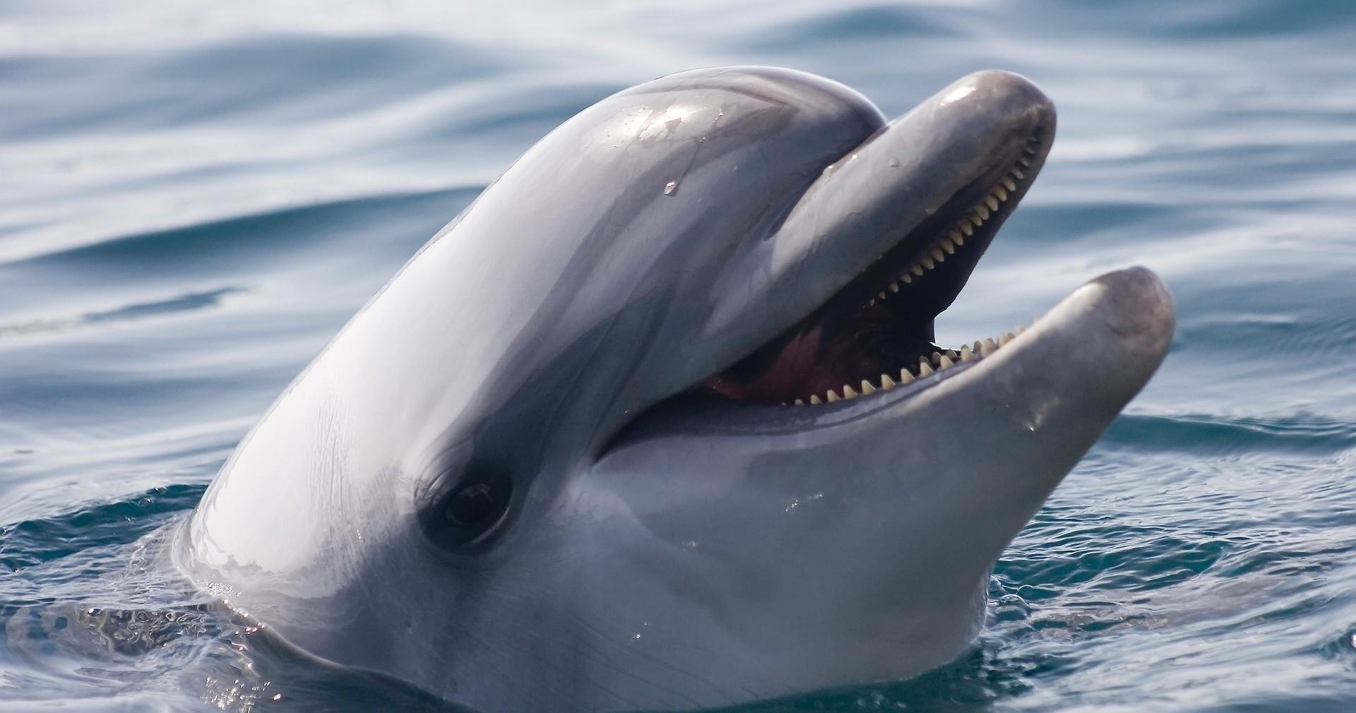 Dolphin Day Sail