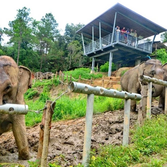 tourhub | Intrepid Travel | Chiang Mai & Elephant Experience  