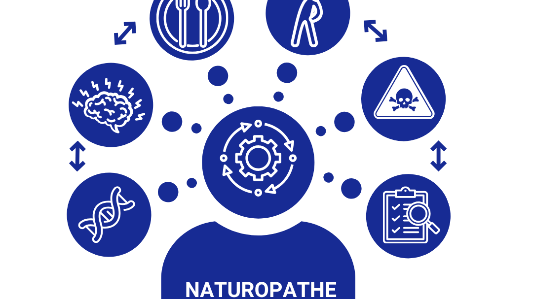 Représentation de la formation : Conduite de séance en naturopathie avec orientation systémique et fonctionnelle