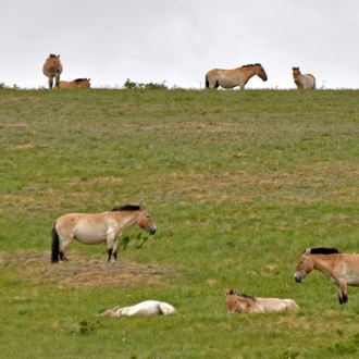 tourhub | Tour Mongolia | Treasures of Mongolia 