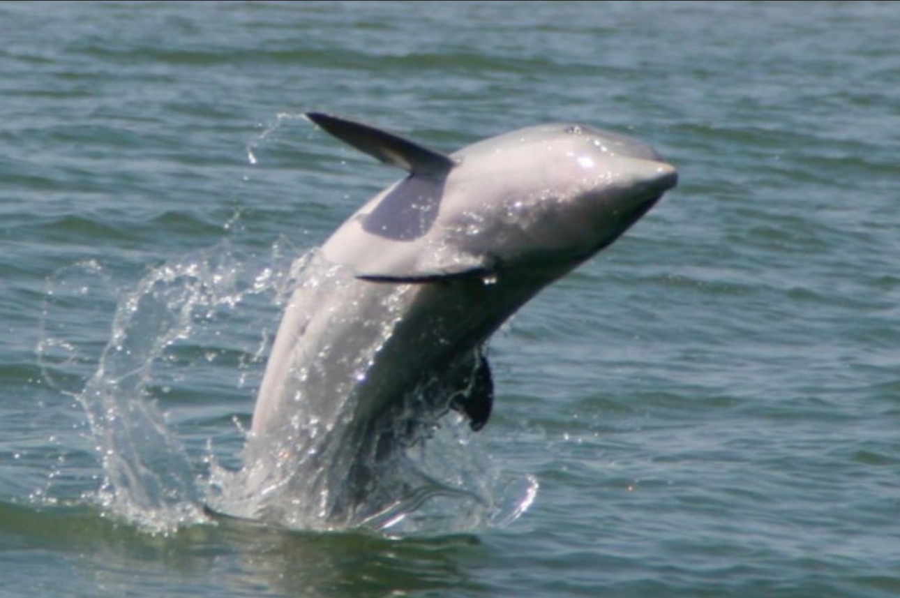 Sunset Sightseeing and Dolphin Tour on The Dolphin Queen