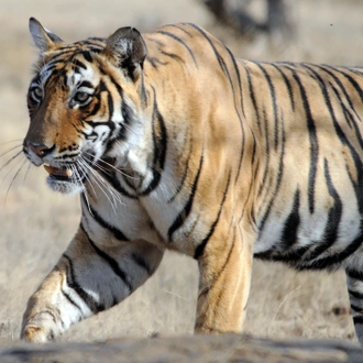 tourhub | Panda Experiences | Golden Triangle Tour with Ranthambore 