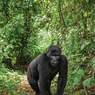 tourhub | Verdoro Safaris | Gorilla Trekking tours 