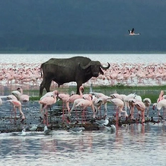 tourhub | Gracepatt Ecotours Kenya | 2 Day Tour Lake Nakuru, Hell' s Gate & Lake Naivasha From Nairobi 