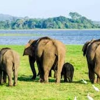 tourhub | Ceylon Travel Dream | 2 Day Udwalawa Safari Tour 