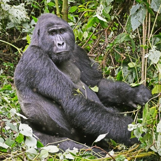 tourhub | Verdoro Safaris | 6-Days Mgahinga Gorillas, Ngorongoro, Manyara and Tarangire experience 