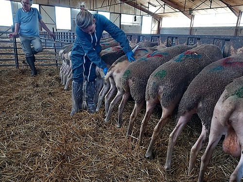 Représentation de la formation :  L'éleveur infirmier proactif sur la santé de ses animaux (groupe petits ruminants)