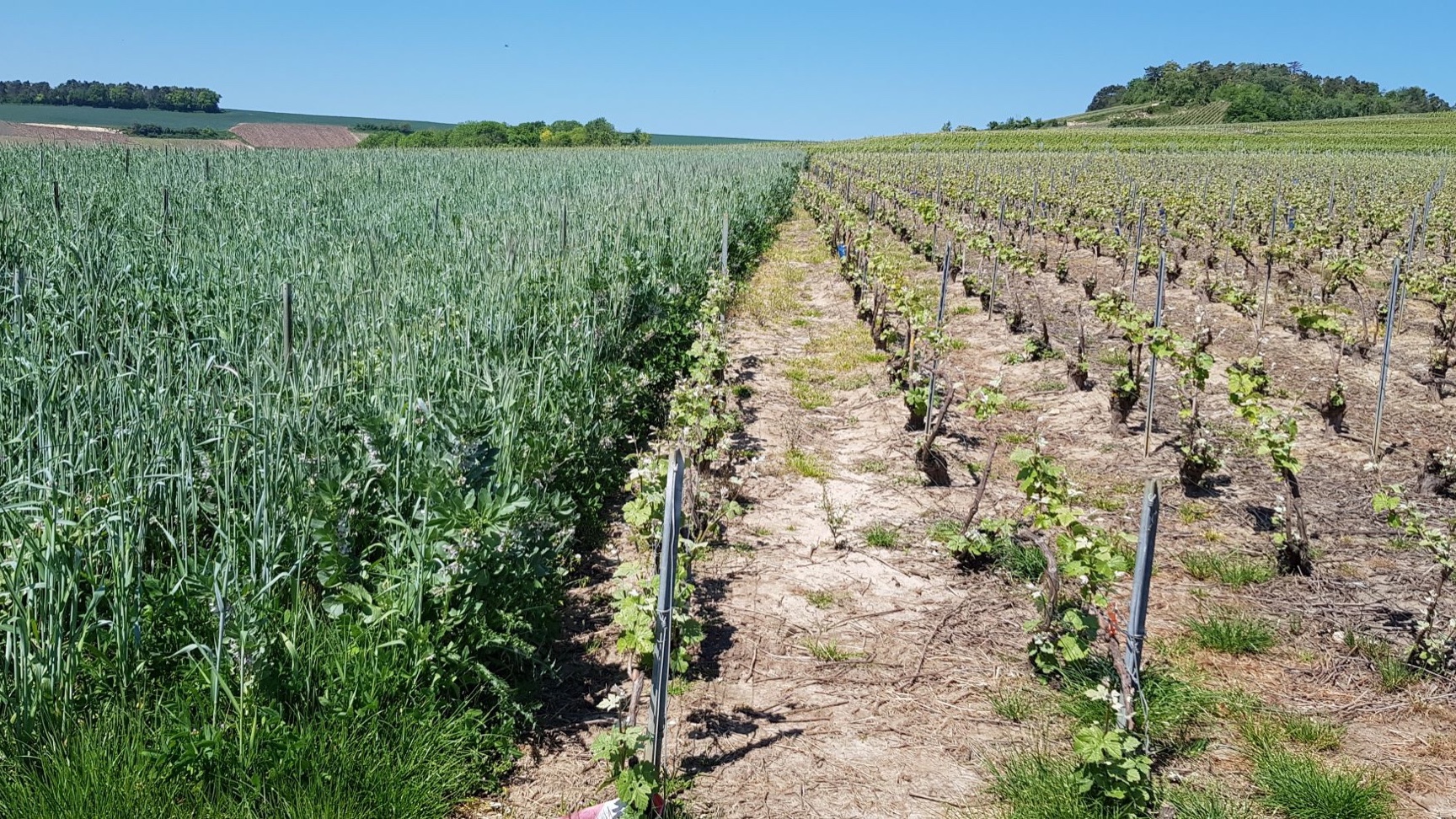 Représentation de la formation : Vie du sol et Couverts végétaux en viticulture 