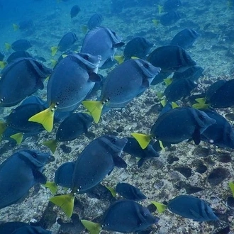 tourhub | Latin Adventures | Galapagos 6-Day Hotel-Based Tour in Isabela & Santa Cruz 