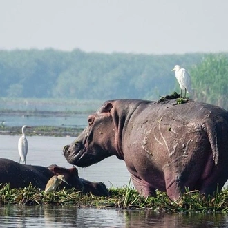 tourhub | Ecovic Tours and Travel Uganda | 3-Day White Rhinos & Wildlife of Murchison Falls Safari 