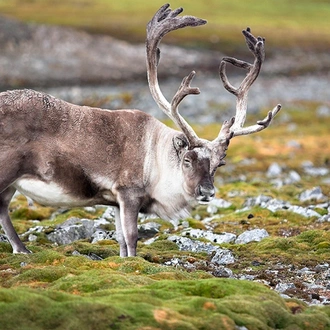 tourhub | Intrepid Travel | Spitsbergen, East Greenland and Iceland - Southbound 