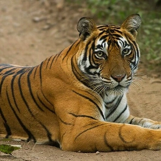 tourhub | Agora Voyages | Incredible Wildlife Safari in Bandhavgarh, Kanha & Pench National Parks 