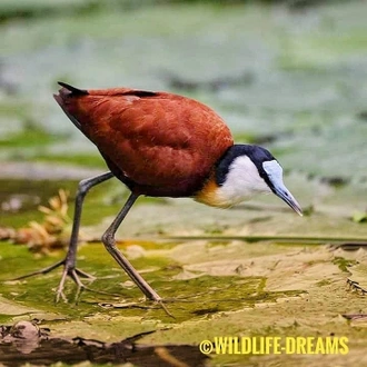 tourhub | Wildlife Dreams | Wildlife Dreams at Antares Bush Camp 
