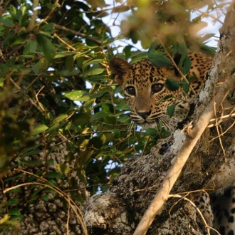 tourhub | Aitken Spence Travels | Leopards and Endemic Birds of Sri Lanka - Free Upgrade to Private Tour Available 