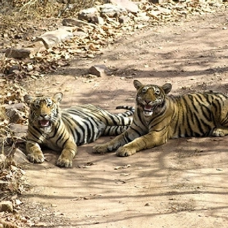 tourhub | Cosmos | India: Land of the Taj & Tigers with Udaipur & Mumbai 