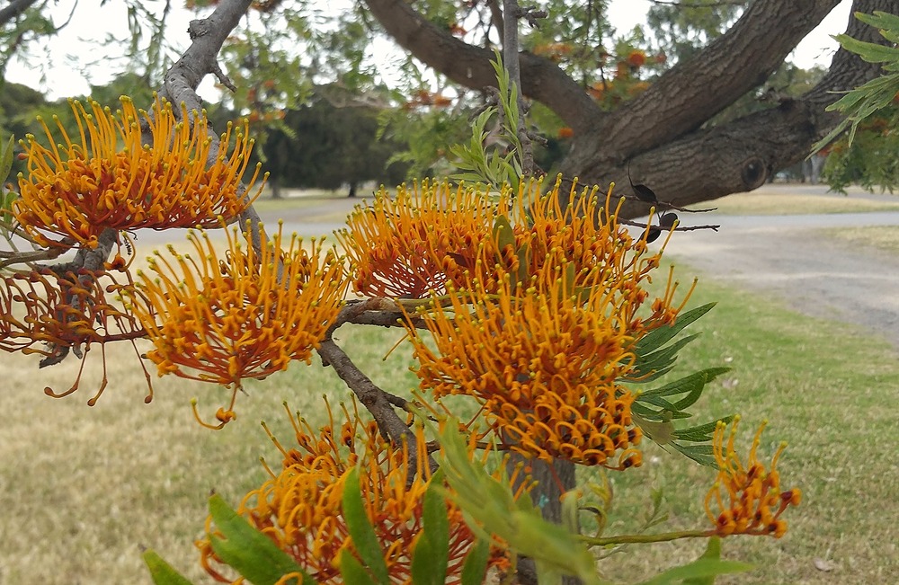 Silky Oak (Grevillea robusta) in Josie Agius Park / Wikaparntu Wirra (Park 22)