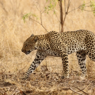 tourhub | Wildlife Dreams | Wildlife Dreams at Antares Bush Camp 