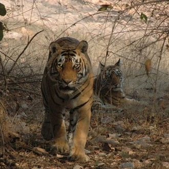 tourhub | Agora Voyages | Classical India & Tiger Safari Tour 