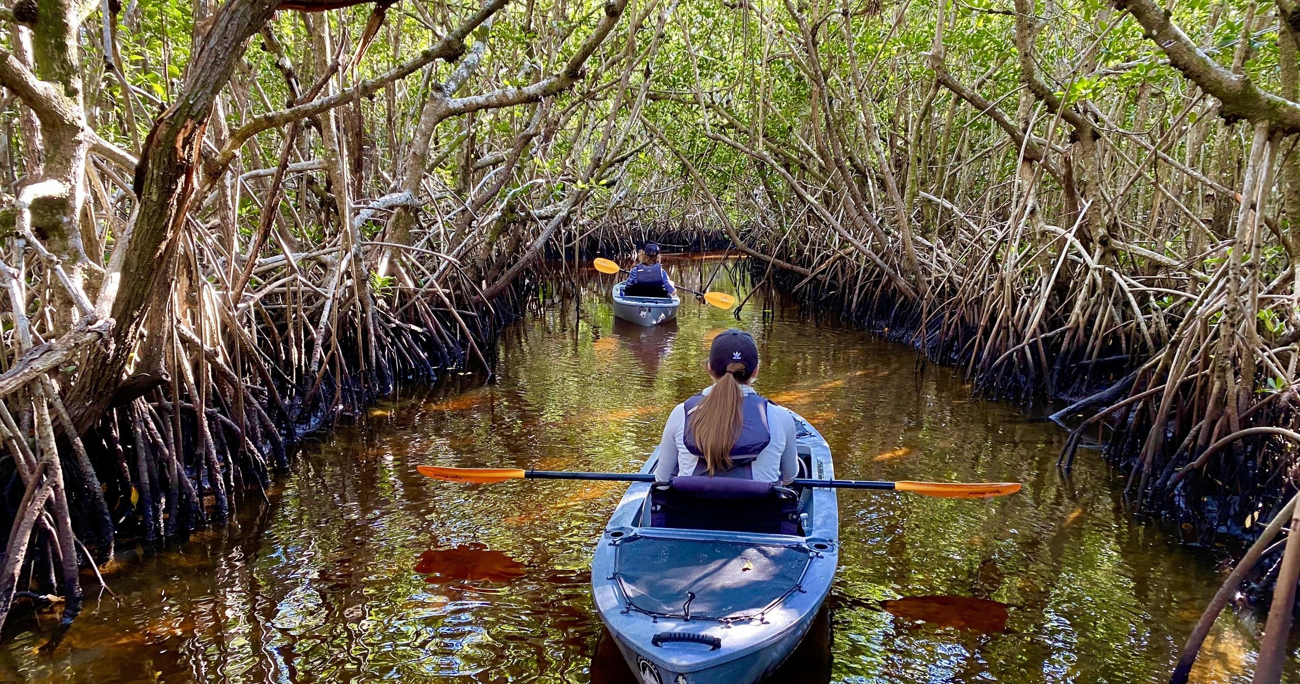 Manatees and Mangrove Tunnels