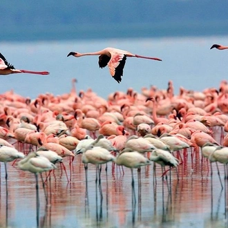 tourhub | Gracepatt Ecotours Kenya | Private 6 Days Rift Valley Lakes and Masai Mara Safari 