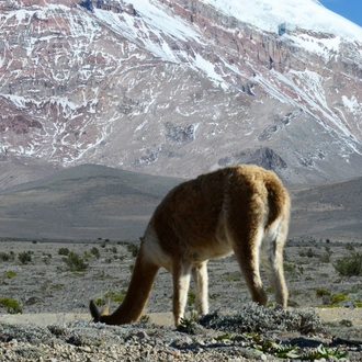 tourhub | Exodus Adventure Travels | Highlights of Ecuador: Andes to Amazon 