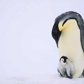 tourhub | Exodus Adventure Travels | Emperor Penguin Quest: Expedition to Snow Hill 