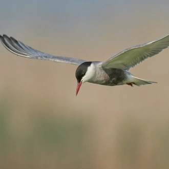 tourhub | Bunica Maria | Danube Delta Birding Tour, Romania 