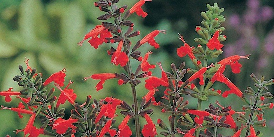 Salvia's