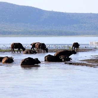 tourhub | Gracepatt Ecotours Kenya | 2 Day Tour Lake Nakuru, Hell' s Gate & Lake Naivasha From Nairobi 