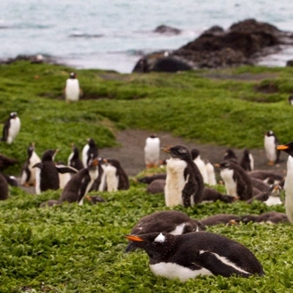 tourhub | Heritage Expeditions | Birding Down Under 