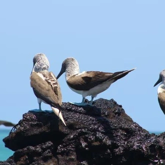 tourhub | Encounters Travel | Galapagos Essentials 