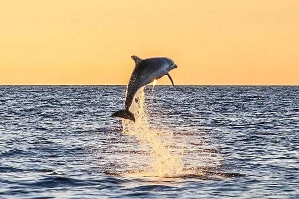 Dolphin Sunset Cruise