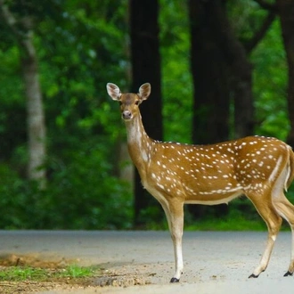 tourhub | Agora Voyages | Bangalore to Nagarhole National Park 