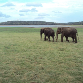 tourhub | Ran Lanka Tour Holidays (pvt) Ltd | Elephant in Sri Lanka 