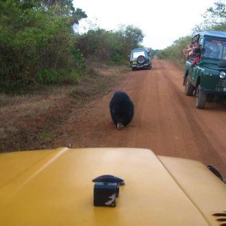 tourhub | Stelaran Holidays | Yala safari Tour 